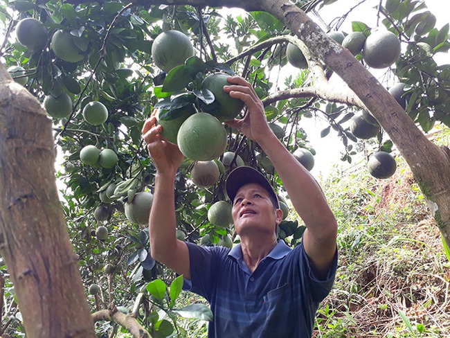 “Cẩm nang” giúp nhà nông thêm kiến thức làm ăn  - Ảnh 1.