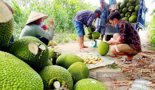 Thương lái đang thu mua mít cho nông dân ở Tiền Giang. Ảnh: Trần Đáng