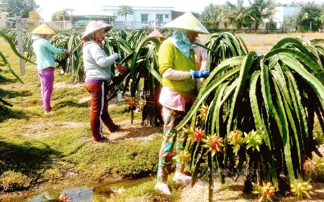 Nông dân trồng thanh long ở huyện Tân Trụ, Long An. Ảnh: Trần Đáng