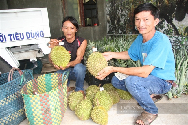 Ông Trần Anh Tùng trồng và kinh doanh sầu riêng ở huyện Long Thành, Đồng Nai. Ảnh: Minh Sáng