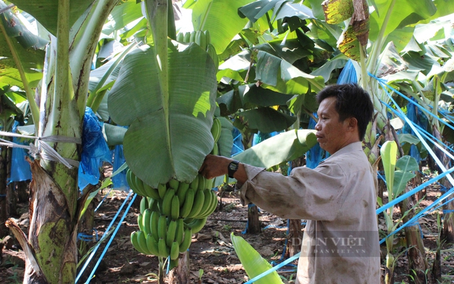 Xã Thanh Bình, huyện Trảng Bom (Đồng Nai) đang có hơn 2.000ha đất trồng chuối già hương. Trong ảnh: Một hộ dân trồng chuối ở xã Thanh Bình, huyện Định Quán. Ảnh: Nguyên Vỹ