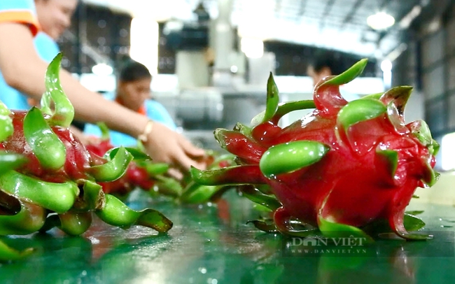 Sơ chế trái thanh long tại một công ty xuất khẩu trái cây ở Long An. Ảnh: Nguyên Vỹ