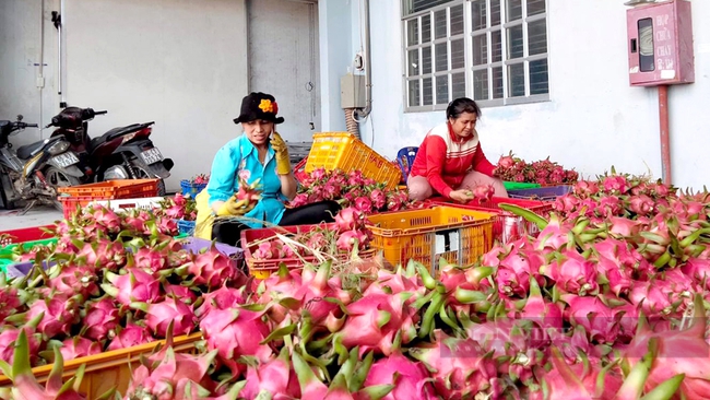 Một cơ sở sản xuất, kinh doanh trái thanh long sạch theo tiêu chuẩn VietGAP ở tỉnh Bình Thuận. Ảnh: Nguyên Vỹ