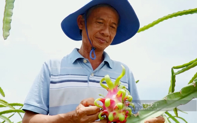 Nông dân trồng thanh long ở huyện Hàm Thuận Nam, Bình Thuận. Ảnh: Nguyên Vỹ