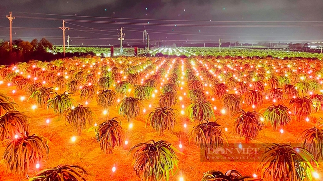 Vùng trồng thanh long chong đèn ở huyện Hàm Thuận Nam. Ảnh: Bình An