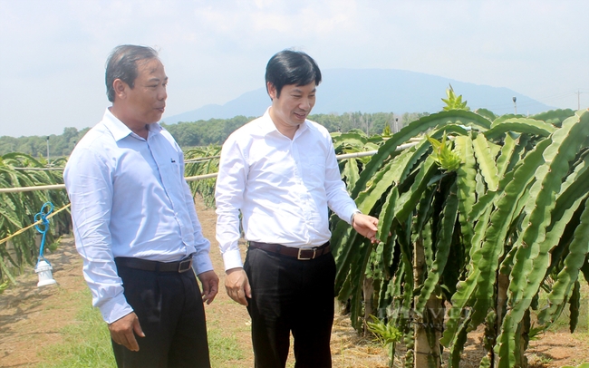 Ông Nguyễn Phú Hoàng (trái) khảo sát vùng trồng thanh long xuất trên địa bàn tỉnh Bình Thuận. Ảnh: Nguyên Vỹ