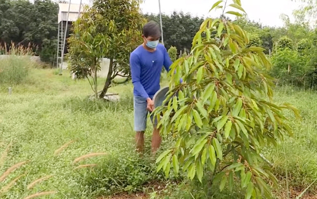 HTX cây ăn trái Minh Thắng ở xã Minh Thắng, huyện Chơn Thành trồng cây ăn trái theo hướng hữu cơ. Ảnh: Viết Bằng