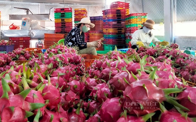 Giá thanh long giảm mạnh, nông dân Bình Thuận đang gặp nhiều khó khăn trong tiêu thụ thanh long. Ảnh: Trần Khánh