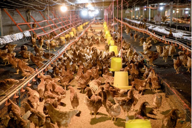 Thực hiện phúc lợi động vật ở Việt Nam: Nơi gà được no đủ, không  sợ hãi... - Ảnh 1.