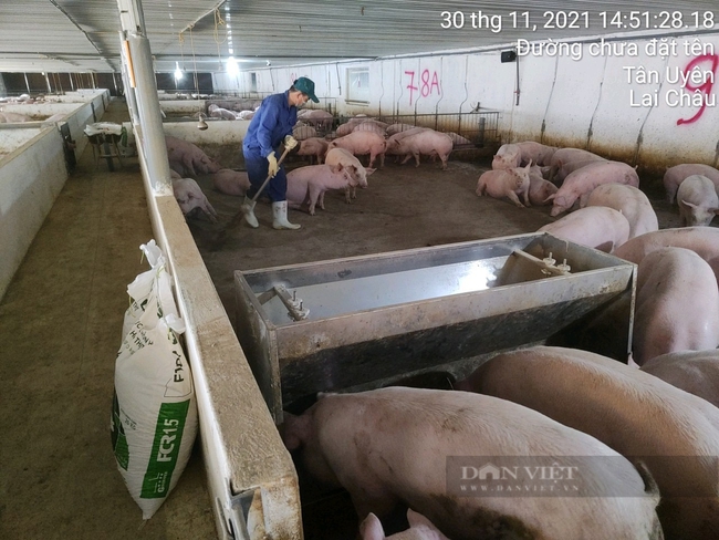 Thấy gì ở trang trại chăn nuôi lợn an toàn sinh học quy mô nhất tỉnh Lai Châu? - Ảnh 4.