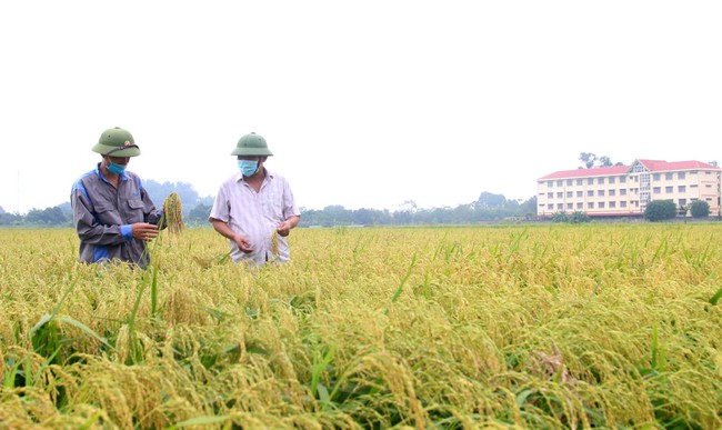 Nếp nhung mang sung túc  về Kinh Bắc  - Ảnh 1.