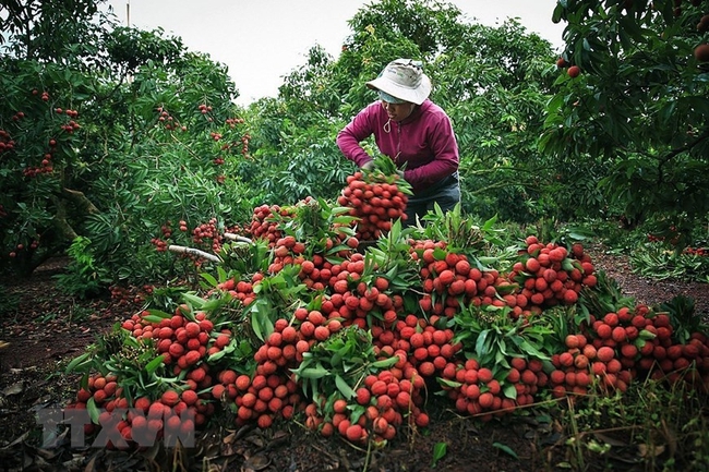 Vải đóng hộp “Made in Vietnam” lên kệ hệ thống siêu thị châu Á lớn nhất Pháp - Ảnh 1.