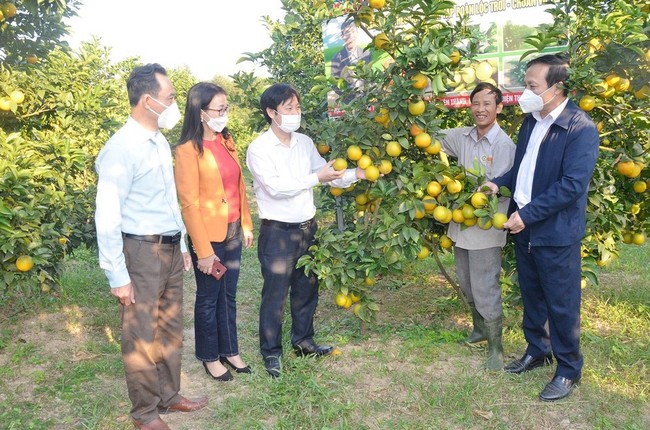 Đặc sản cam Vinh đang vào mùa chín rộ, Hội ND Hà Nội, Nghệ An bắt tay kết nối tiêu thụ - Ảnh 2.