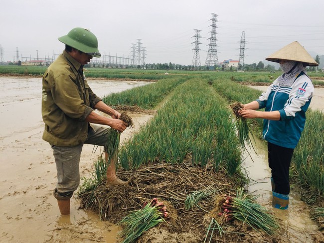 Tìm đầu ra cho sản phẩm cây vụ đông: Loại bỏ tư duy cũ! - Ảnh 1.