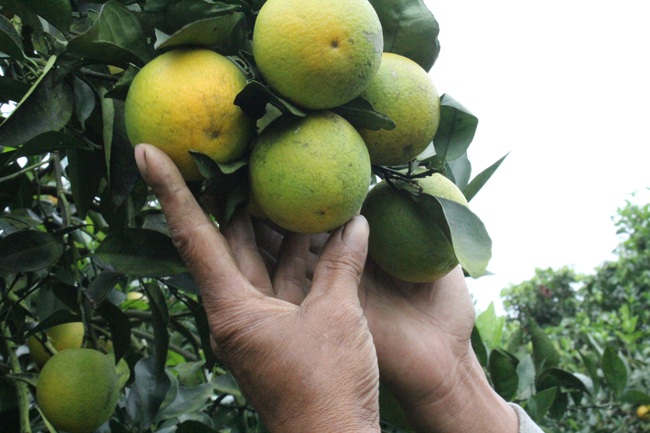 Bén duyên xứ Mường,  trồng cam, nhãn “hái” tiền tỷ - Ảnh 3.