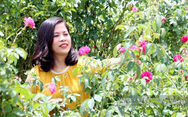 Chị Đỗ Thị Thu Hải chăm sóc vườn hoa hồng tường vi xã Lộc Quang, huyện Lộc Ninh. Ảnh: Trần Khánh
