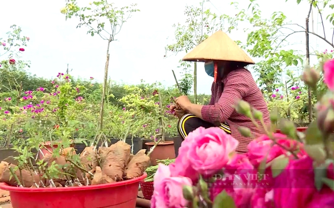 Chị Đặng Thị Thủy tất bật thực hiện công đoạn ghép cây hoa hồng xã Nghĩa Bình, huyện Bù Đăng. Ảnh: Trần Khánh
