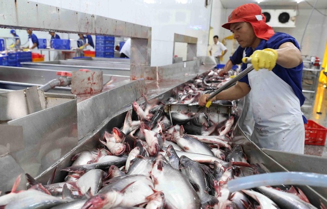 Giá một loài cá của Việt Nam bán sang Mỹ tăng tới 56% - Ảnh 3.