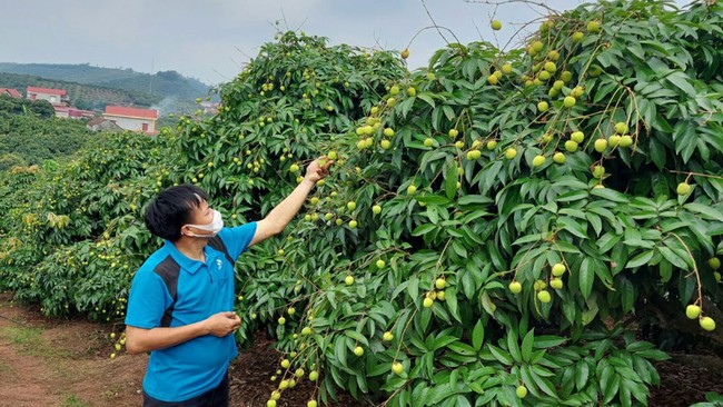 Nhật Bản chính thức ủy quyền giám sát xuất khẩu loại nông sản này cho Việt Nam, nông dân đợi thời thu nghìn tỷ - Ảnh 1.