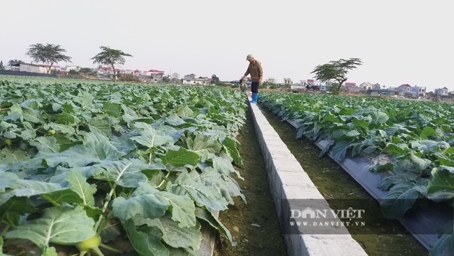 Những cuộc “cách mạng” trên đất lúa kém hiệu quả (bài 3): Đất hoang cỏ rậm rì bỗng thành ruộng &quot;đẻ&quot; trăm triệu - Ảnh 2.