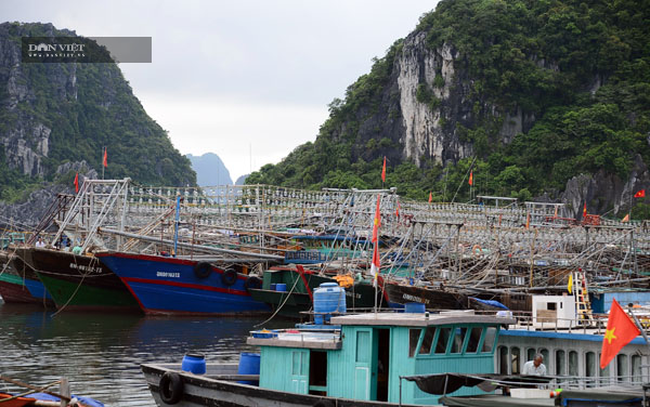 Quảng Ninh tăng cường bảo vệ ngư dân trên vịnh Bắc Bộ - Ảnh 4.