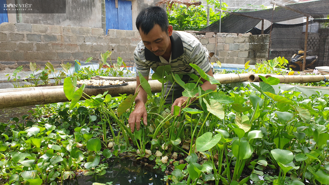 Thanh Hóa: Nuôi con cả ngày bò được nửa mét, biết nhả ra vàng trắng, bán tiền triệu mỗi kg - Ảnh 4.