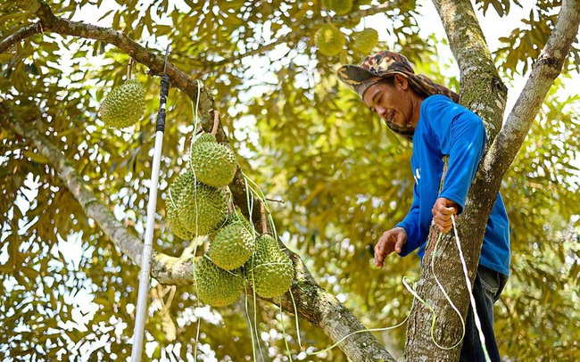 Nông dân chăm sóc sầu riêng ở Đạ Huoai, Lâm Đồng. Ảnh Thùy Linh