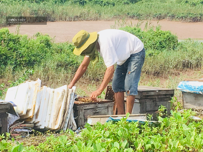 Ninh Bình: Đưa hàng trăm đàn ong xuống biển khai thác phấn hoa sú vẹt làm mật - Ảnh 2.