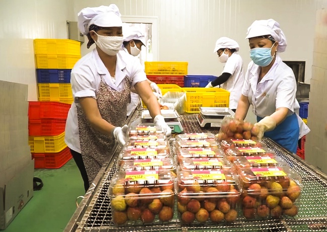 Nhật Bản ủy quyền giám sát vải thiều xuất khẩu cho Việt Nam: Cơ hội xuất khẩu trái cây khác - Ảnh 1.
