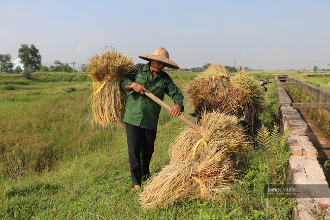 Nghệ An: Lúa chín rục ngoài đồng, nông dân “dài cổ” chờ máy gặt - Ảnh 4.