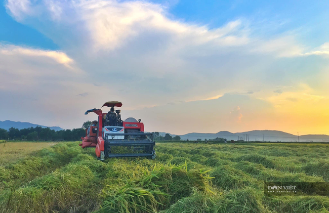 Nghệ An: Lúa chín rục ngoài đồng, nông dân “dài cổ” chờ máy gặt - Ảnh 5.