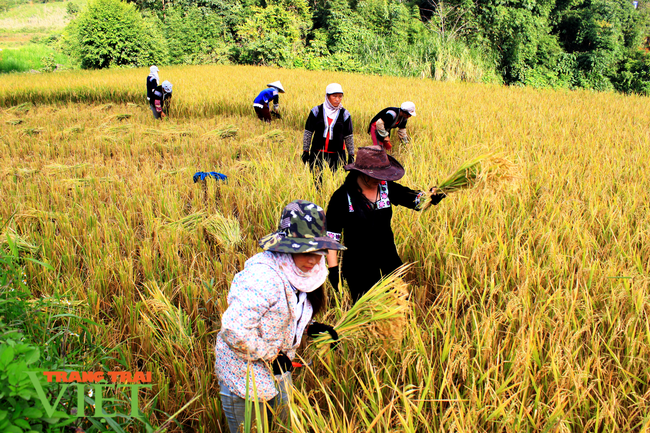 Lai Châu: Phát triển sản xuất nông nghiệp bền vững theo chuỗi liên kết - Ảnh 3.