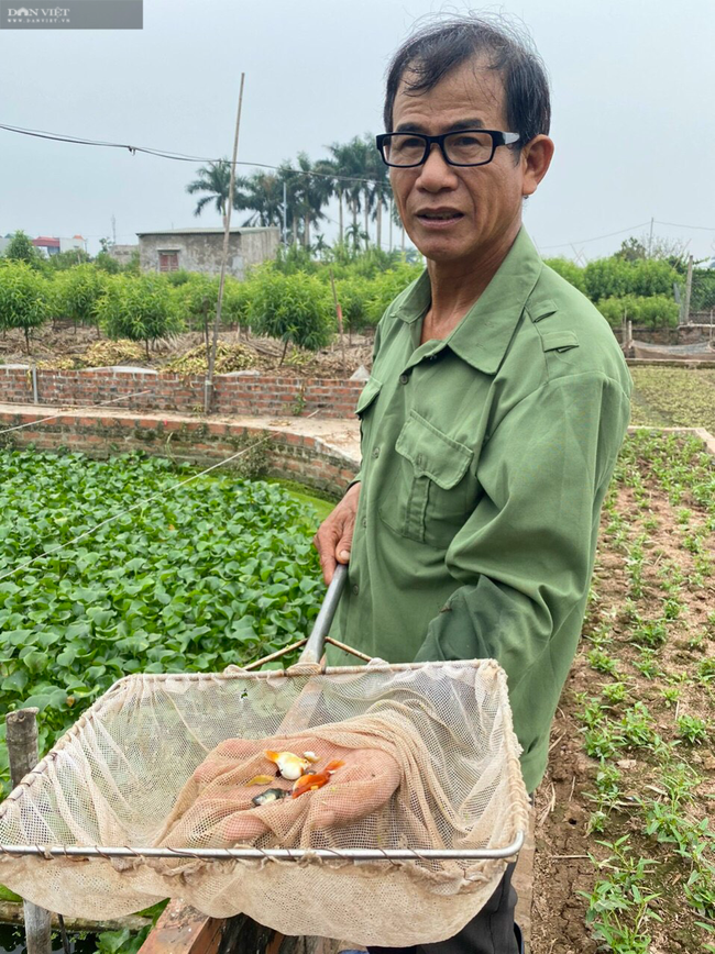 Thái Bình: Ông nông dân bỏ ra 2,5 tỷ nuôi thứ cá bé tý mà đẻ rõ lắm, bán cả vạn con thu chục triệu/ngày - Ảnh 3.