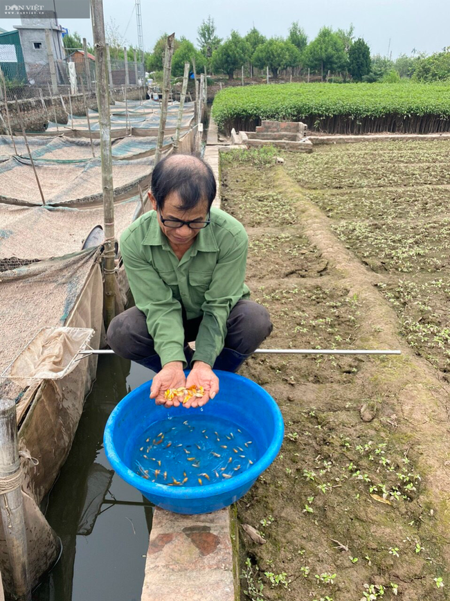 Thái Bình: Ông nông dân bỏ ra 2,5 tỷ nuôi thứ cá bé tý mà đẻ rõ lắm, bán cả vạn con thu chục triệu/ngày - Ảnh 5.