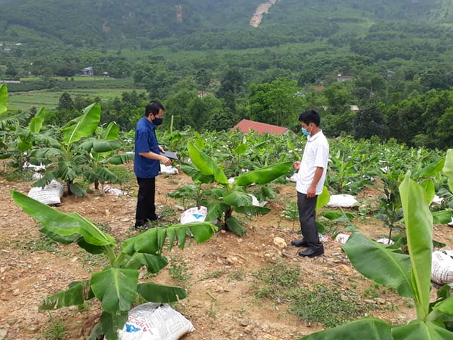 Thái Nguyên: Trồng cây ra cả buồng nhiều nải nông dân nơi đây lãi ròng - Ảnh 2.