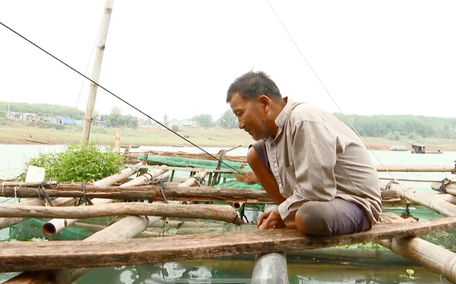 Ông Nguyễn Văn Thâu sống bằng nghề nuôi cá bè ở lòng hồ. Ảnh Trung Quang