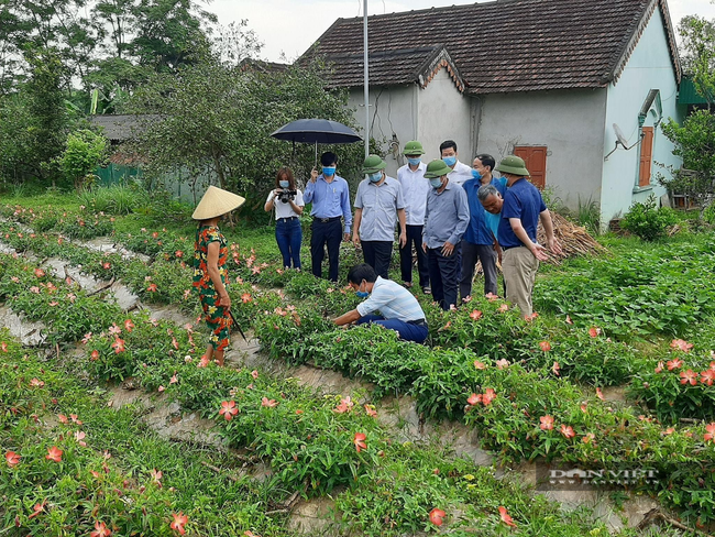 Nghệ An: Phục tráng giống sâm “tiến Vua” trên đất nhút Thanh Chương - Ảnh 2.