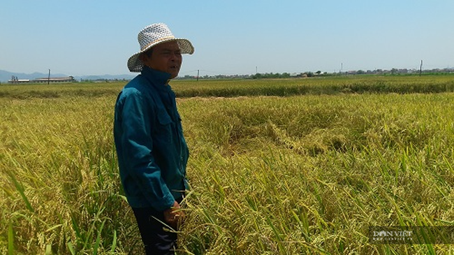 Gia đình lão nông cứ hễ ai chê ruộng là thuê về làm - Ảnh 5.