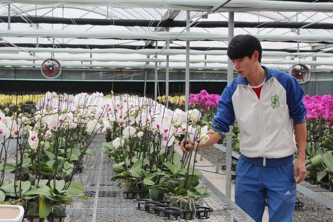 Bảo tồn nhân nuôi dòng lan chỉ nở hoa dịp Tết  Viện Khoa học Nông nghiệp  Việt Nam