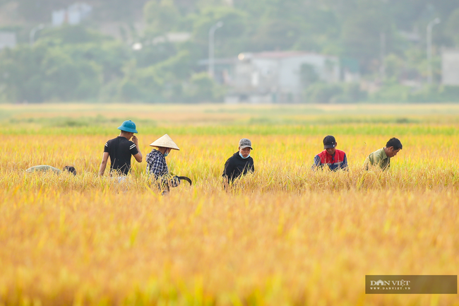 Nghệ An: Lúa vừa được mùa vừa được giá nên nông dân rất phấn khởi, bám đồng  - Ảnh 1.