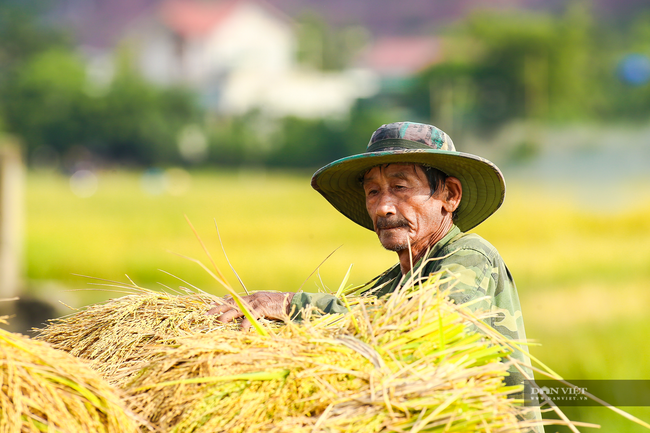 Nghệ An: Lúa vừa được mùa vừa được giá nên nông dân rất phấn khởi, bám đồng  - Ảnh 2.