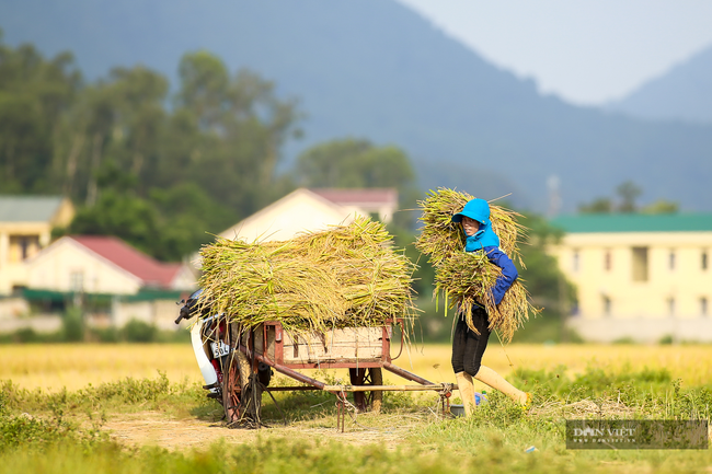 Nghệ An: Lúa vừa được mùa vừa được giá nên nông dân rất phấn khởi, bám đồng  - Ảnh 3.