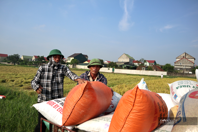 Nghệ An: Lúa vừa được mùa vừa được giá nên nông dân rất phấn khởi, bám đồng  - Ảnh 4.