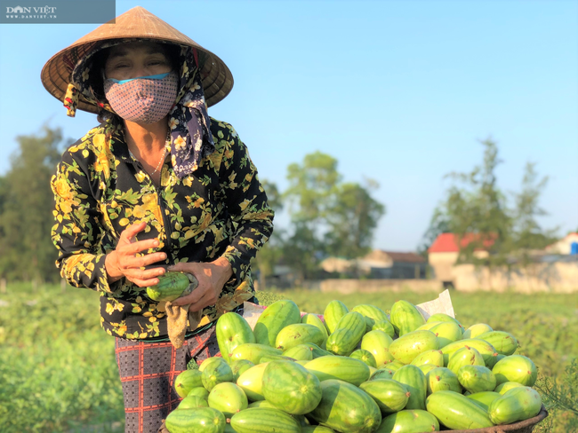 Nông dân Hà Tĩnh được mùa dưa non, giá lại “rẻ như cho” - Ảnh 4.