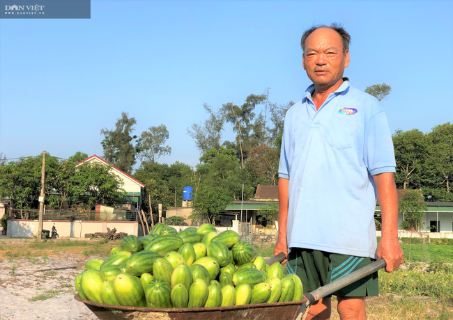 Nông dân Hà Tĩnh được mùa dưa non, giá lại “rẻ như cho” - Ảnh 5.