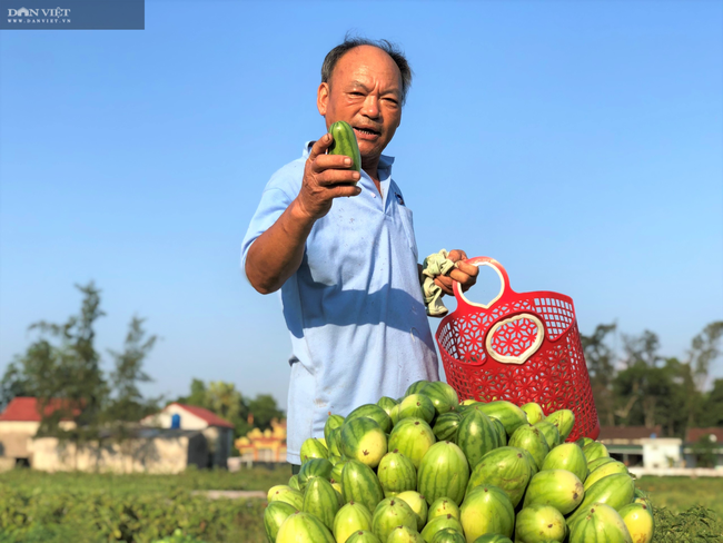 Nông dân Hà Tĩnh được mùa dưa non, giá lại “rẻ như cho” - Ảnh 7.