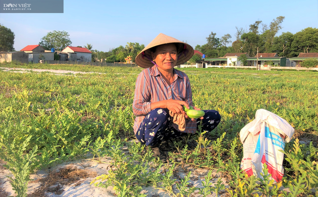 Nông dân Hà Tĩnh được mùa dưa non, giá lại “rẻ như cho” - Ảnh 10.