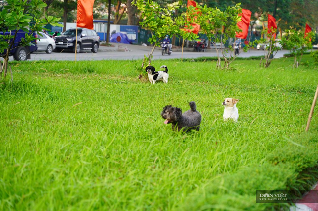 Hãi hùng chó không rọ mõm thả rông nơi công cộng - Ảnh 9.