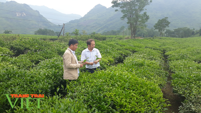 Lai Châu: Nhiều giải pháp giúp người dân nâng cao kiến thức trong sản xuất nông nghiệp - Ảnh 4. Lai Châu: Nhiều giải pháp giúp người dân nâng cao kiến thức trong sản xuất nông nghiệp - Ảnh 4.