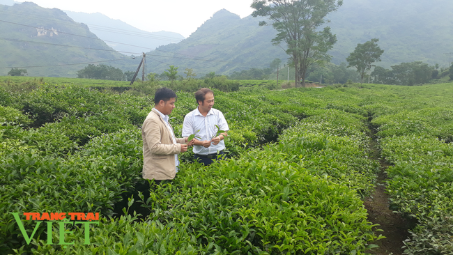 Lai Châu: Nhiều giải pháp giúp người dân nâng cao kiến thức trong sản xuất nông nghiệp - Ảnh 4.